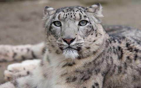 snow leopards are a highly endangered species of big cat found in the hindu kush himalayan range photo wwf pakistan file